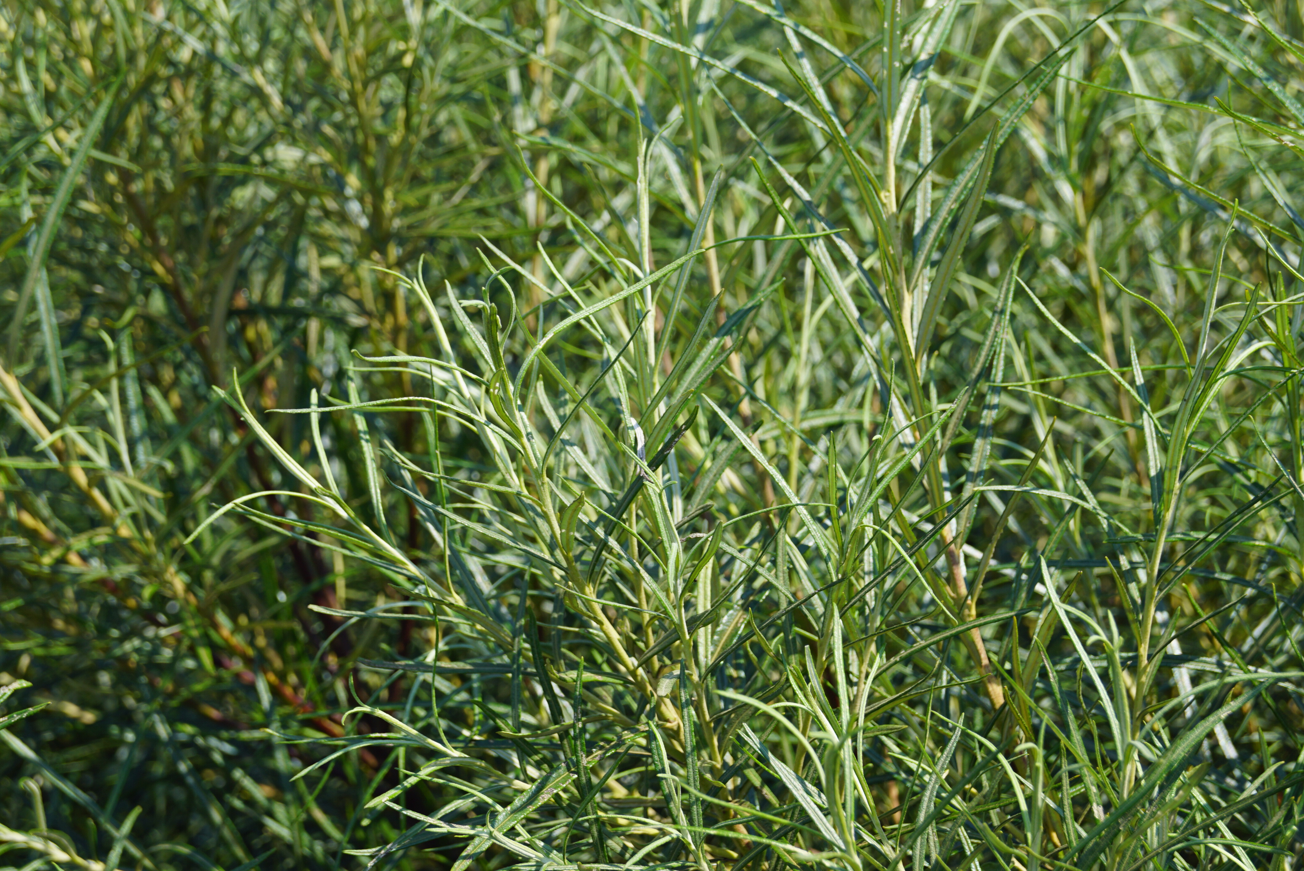 Salix rosmarinifolia (3)-1